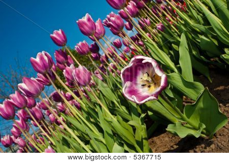 Bend Tulipán