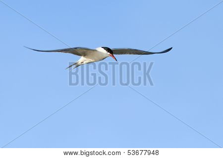 Beautiful Common Tern