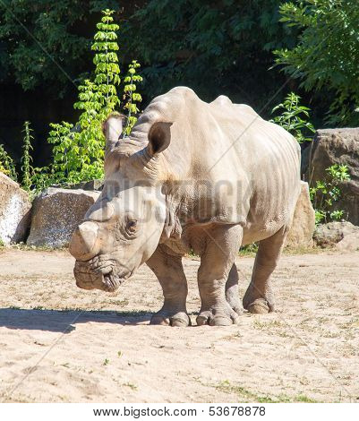 Rhinoceros