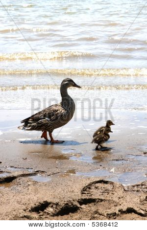 Enten