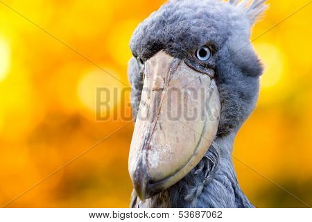 Shoebill, Abu Markub (Balaeniceps rex)