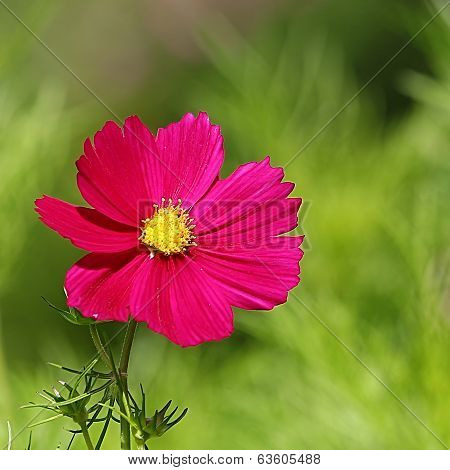 purple cosmos flower