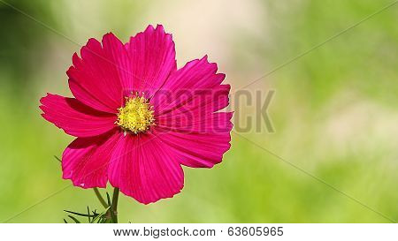 cosmos flower on a green background