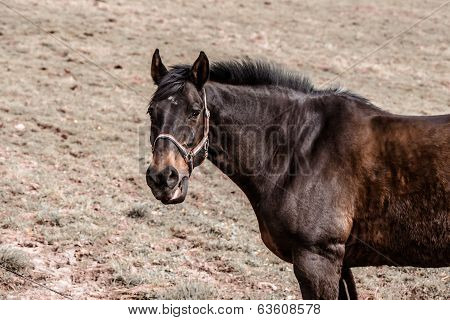 Horse Standing On A Dusty Field