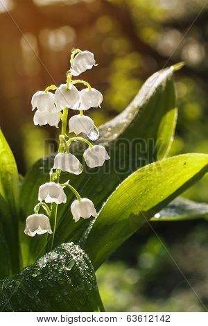 Lily of the valley with drop