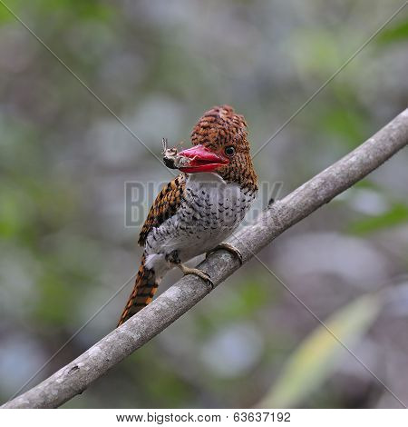 Female Banded Kingfisher