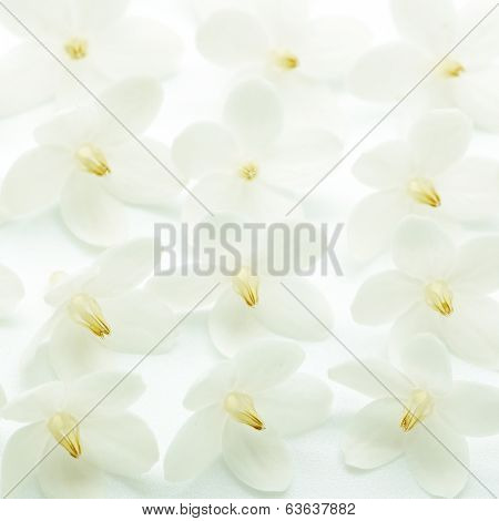 Wild Water Plum