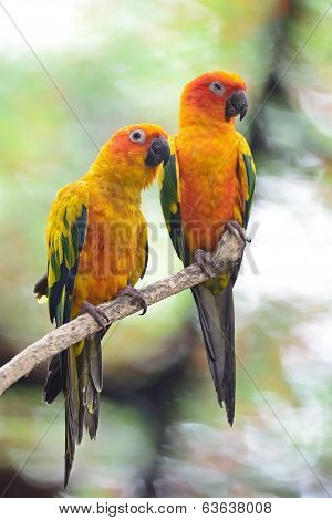 Sun Conure