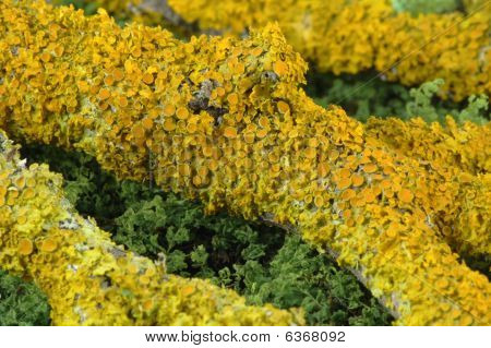 Gelbe Lichen auf dem Zweig