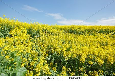 Oilseed rape