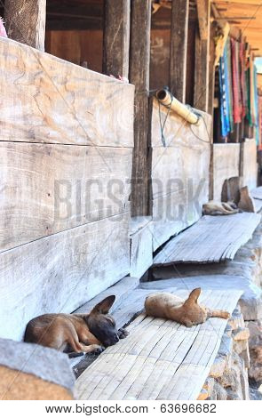 Skinny Stray Dogs
