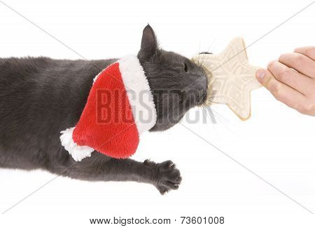 Christmas Cat - Gray Cat Santa, Christmas Pet With Santa Claus Hat