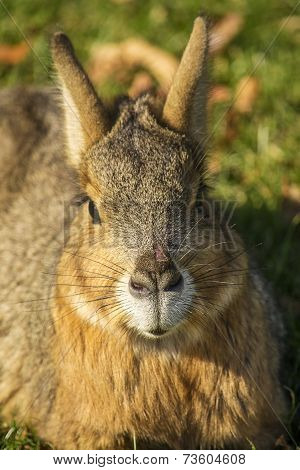 Portrait Of A Patagonian Mara