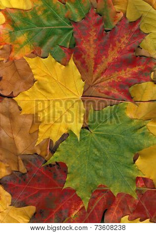 colorful leaves