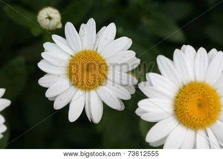 Daisy close-up