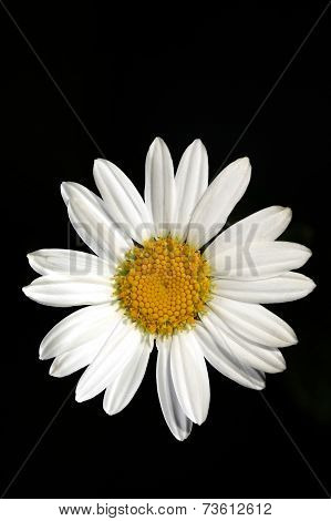 Daisy close-up