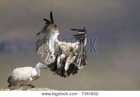 Il Cape Griffon o Cape Vulture