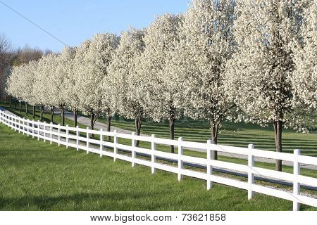 Pear Trees in full blossom
