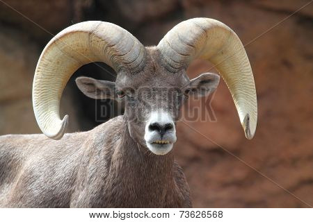 Bighorn Sheep (ovis Canadensis)