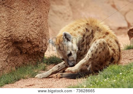 Hyena