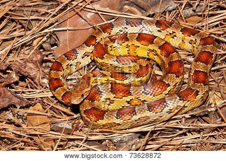 Corn Snake