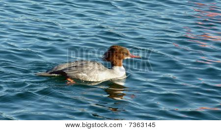 Goosander erkek ördek
