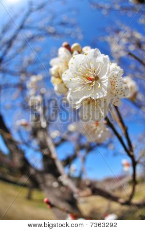 Japanese apricot