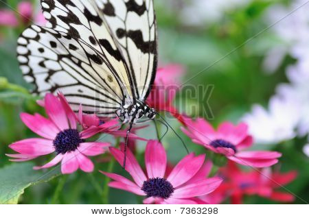 Paradise of Butterfly