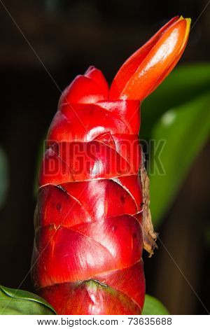Macro Cane Red The Seasonal