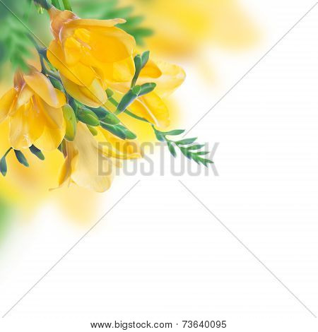 Spring yellow primrose, floral background