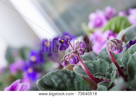 Saintpaulia Flowers Standing On The Windowsill