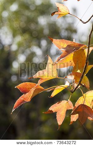 Leaves