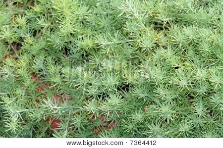草