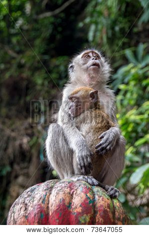 Mother and Baby