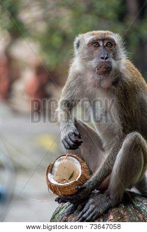 Monkey eating coconut