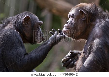 chimpanzee couple