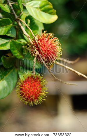 Fresh Rambutan Fruit (Nephelium lappaceum)