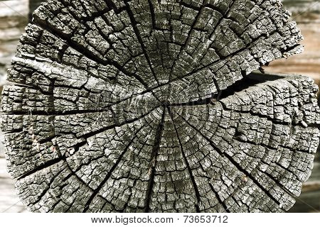Wood Cross Section Of Tree Trunk Year Rings , On Cracked Wooden  Log