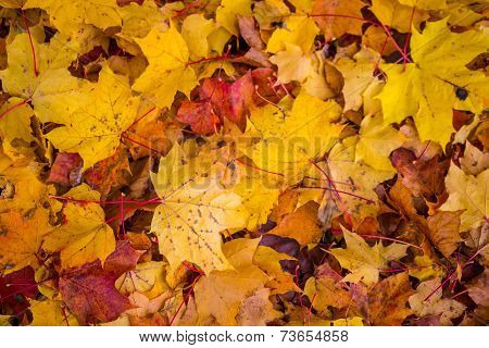 Autumn leafs