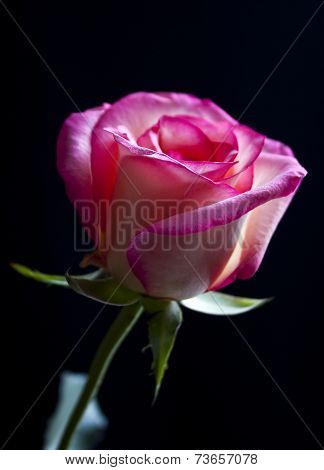 Rose Isolated On A Black Background