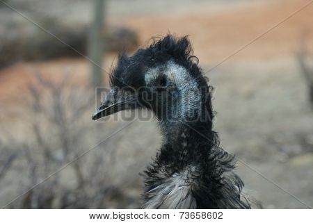 Emu