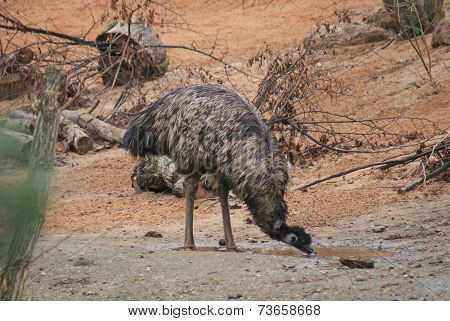 Emu