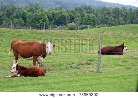 Cattle family