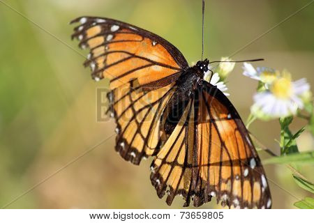 Viceroy