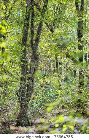 Beautiful Dense Forest
