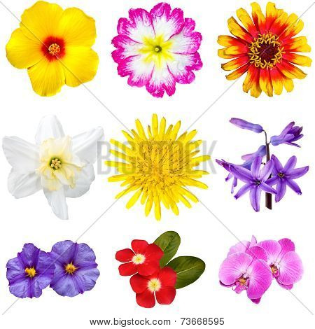 Colorful Flowers Cutouts