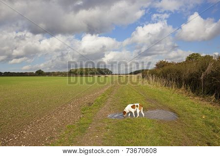 Pet Dog In The Yorkshire Wolds