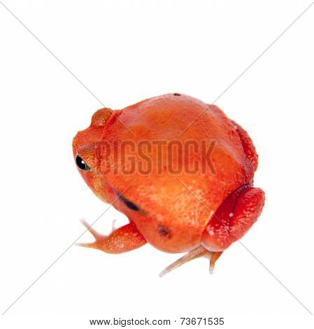 Madagascar tomato Frog isolated on white