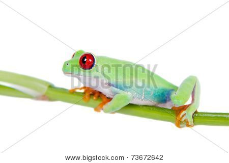 Beautiful red eyed tree frog on white background