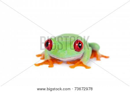 Beautiful red eyed tree frog on white background